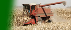 Corn harvest
